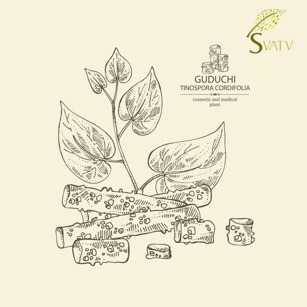 svatv-giloy-powder-guduchi-tinospora-cor-6.jpg