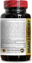 brain-memory-support---brain-function-an-4.jpg