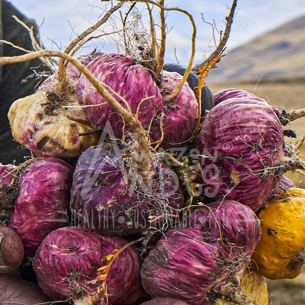 amazon-andes-red-maca-root-capsules---fe-6.jpg