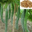 Snake gourd seeds
