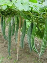 Snake gourd seeds