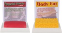 SimCoach corps humain Fat & Muscle Replica 1 Lb, garder l'ajustement & Fit Motivation & Rappel, modèle de graisse musculaire humaine pour nutritionniste, Athlète