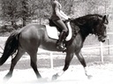 Supplément hormonal et calmant pour chevaux Toute la framboise pure naturelle et le mélange de feuilles de menthe poivrée 14 oz.